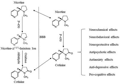 Cotinine: Pharmacologically Active Metabolite of Nicotine and Neural Mechanisms for Its Actions